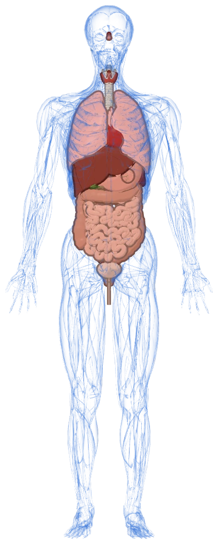 İç organlar